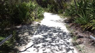 Tree shadows on sidewalk